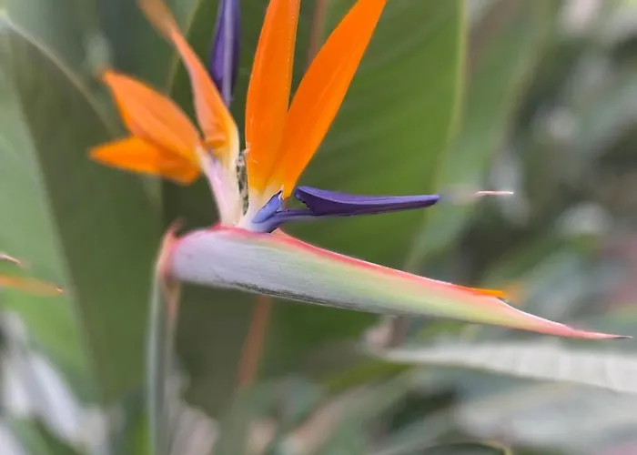 Private Garden Retreat With Pool, Walk To Apartament *